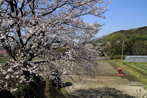 「桜」　撮影　中山　知子氏